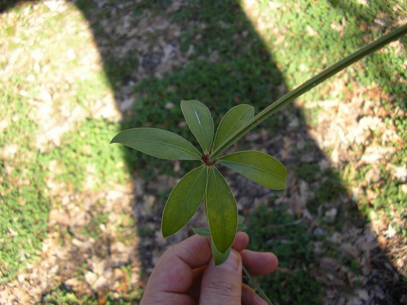 Rubia peregrina / Robbia selvatica